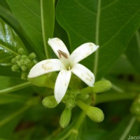 Morinda coreia Buch.-Ham.